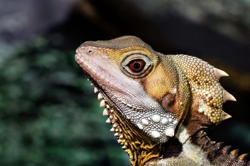Dragon Scales Image
